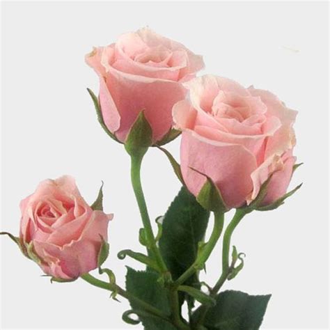 Spray Rose Light Pink - Wholesale - Blooms By The Box