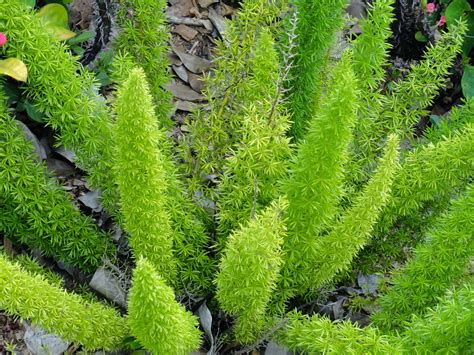 University of Florida/IFAS Charlotte County Extension: Ornamental asparagus – not a fern