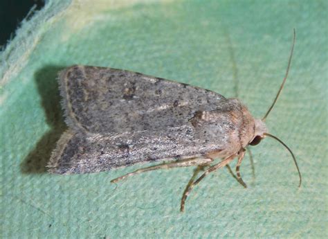 Pale Mottled Willow Caradrina clavipalpis - BRITISH NATURE GUIDE