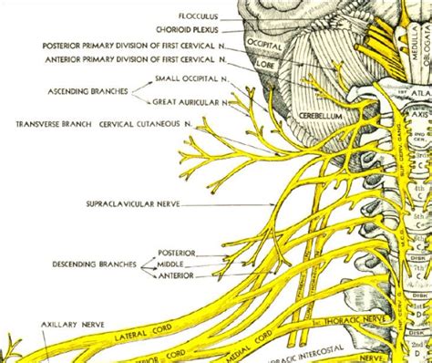 Cervical Spinal Nerves Spinal Nerve, Spinal Cord, Axillary Nerve, Nerve Anatomy, Radiculopathy ...