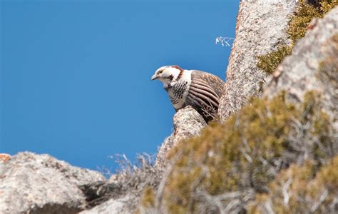 Himalayan Snowcock | Audubon Field Guide