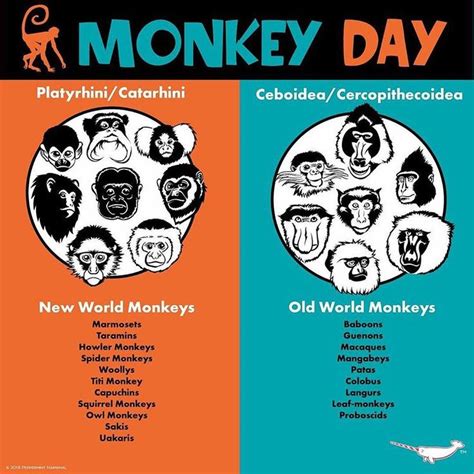 Know Your New World & Old World Monkeys | Squirrel monkey, New world monkey, Howler monkey