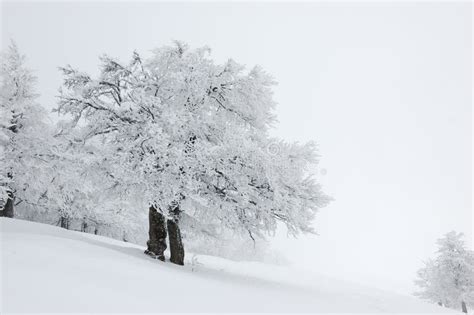 Winter Landscape, Ukraine stock image. Image of frozen - 14287245