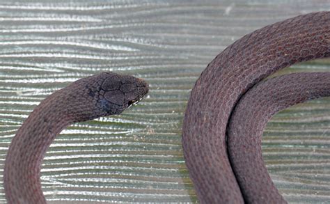 Snakes are really soft to touch, almost like velvet.