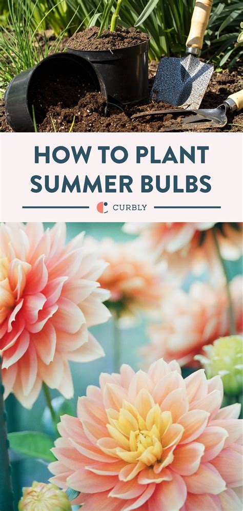 How to Plant Summer Bulbs - Curbly