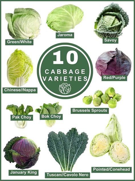 Discover 10 Cabbage Varieties (NEW) - Salads with Anastasia