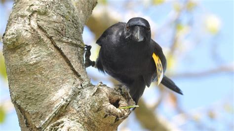 New Caledonian crows are famous for crafting sticks into hooked tools. Here's why they do it ...