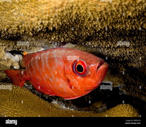 Glasseye Snapper Hiding in Coral Stock Photo - Alamy