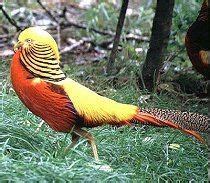 Galliformes - Alchetron, The Free Social Encyclopedia