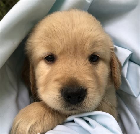 Golden Retriever Puppies For Sale | Great Valley, NY #299210