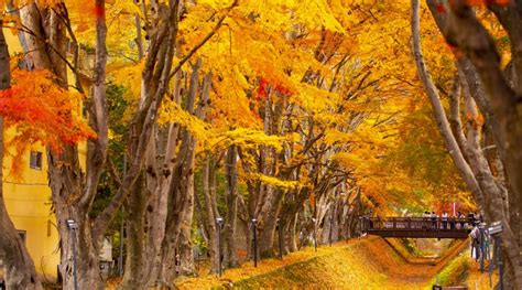 Chasing colours: Autumn leaves on a budget | Blog | Travel Japan (Japan ...