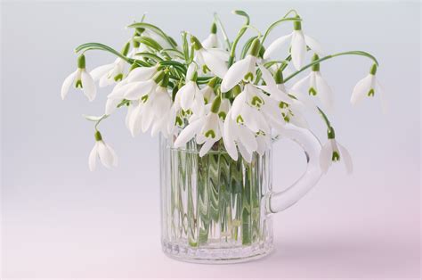 1920x1200 wallpaper | white petaled flowers in clear glass mug | Peakpx