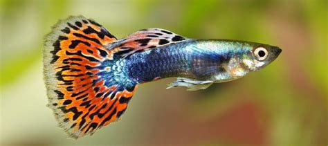 Guppy Care Guide - Requirements & Breeding - Petsoid