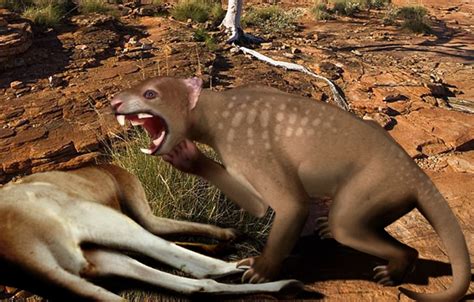 New Species Of Marsupial Lion That Roamed Australia 19 Million Years Ago Discovered - BroBible