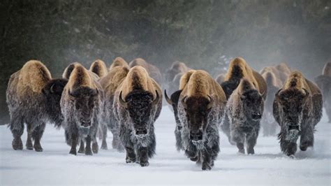 116 Yellowstone bison relocated to Fort Peck Indian Reservation