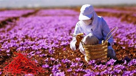 Saffron Harvesting Process That Are At Another Level | Saffron making Process - YouTube