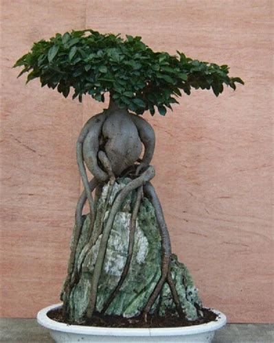 Well Drained Platycladus Orientalis Root Over Rock Gensing Ficus Bonsai Plants at Rs 3000/piece ...