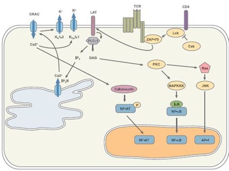 T Cell Signaling and Activation: No Simple Matter | Alomone Labs