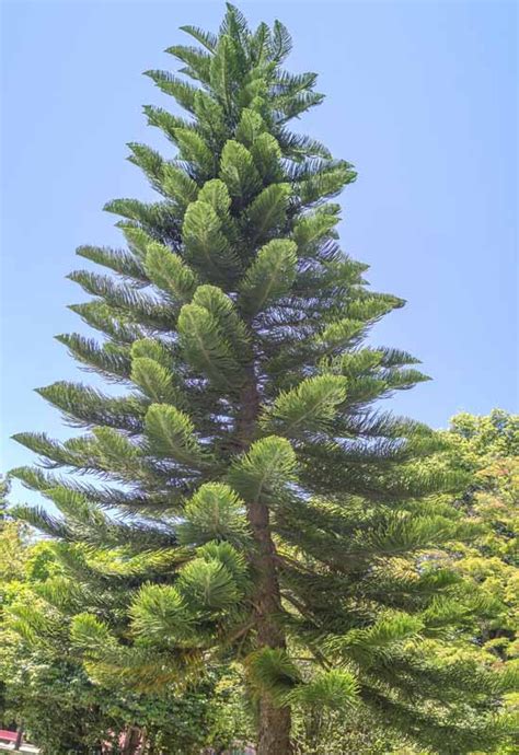 Araucaria columnaris (New Caledonian Pine)