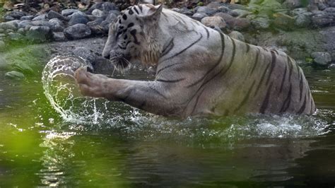 Mysuru Zoo is declared as the third best zoo in the country | Bengaluru - Hindustan Times