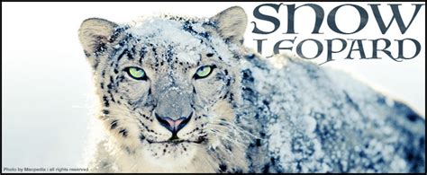 What Family Do Snow Leopards Belong To