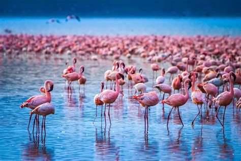 Reasons as to Why is Lake Nakuru National Park Famous?