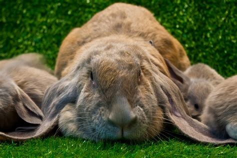 5 Breeds of Lop Eared Rabbits (Recognized by ARBA) - Every Bunny Welcome