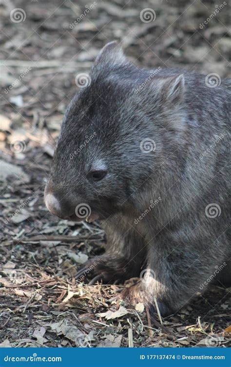 Wombat in Its Natural Habitat in the Forest Stock Photo - Image of ...