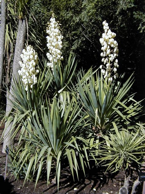 Yucca gloriosa var. tristis (Curved-Leaved Spanish-Dagger, Curveleaf Yucca, Pendulous Yucca ...