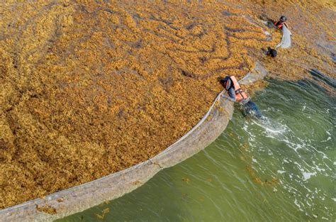 5,000-mile-wide blob of seaweed can make beachgoers sick