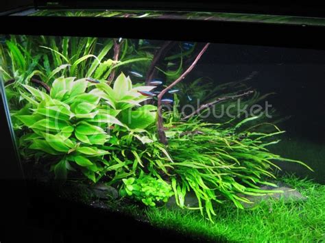 Discus Tank Plant Ideas Needed | Fish Forum