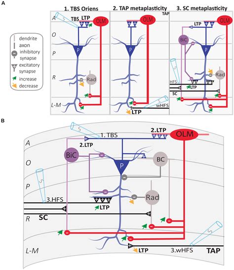 Regulation of CA1 network metaplasticity by plasticity at excitatory... | Download Scientific ...