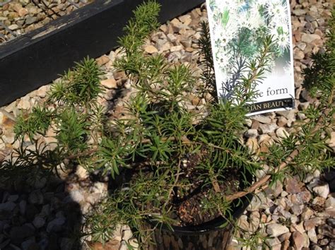 Kunzea ambigua Prostrata | Wholesale Nursery - Nurseries in Melbourne, Sydney & Brisbane | Plantmark