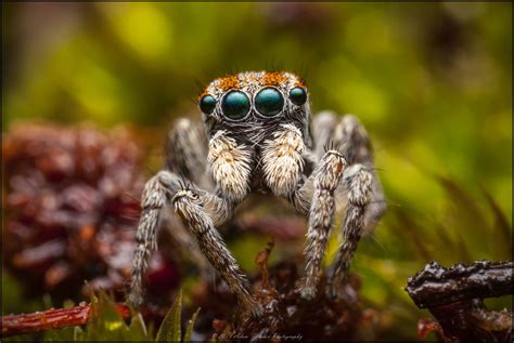 Maratus velutinus male | Male Peacock spider Maratus velutin… | Flickr