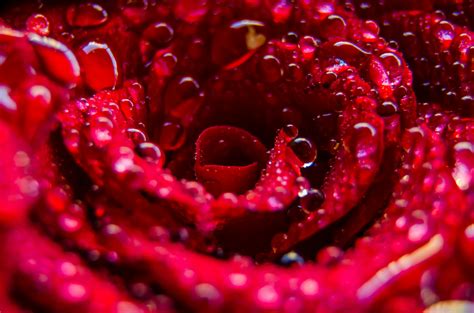 Red Flower With Water Droplets · Free Stock Photo