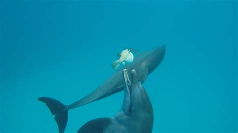 Hilarious Video Shows How Dolphins Use Pufferfish to Get High!