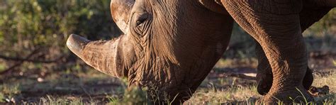 A closer look at the diets of the 5 Rhino Species on Earth | Rockwood