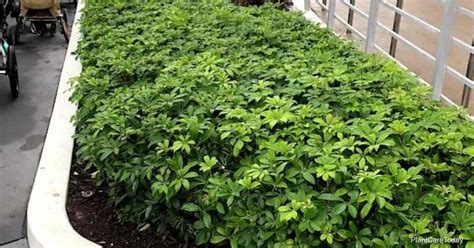 How To Grow and Care For Schefflera Plants Outdoors