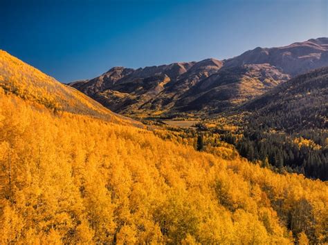 Premium Photo | Aspen tree leaves