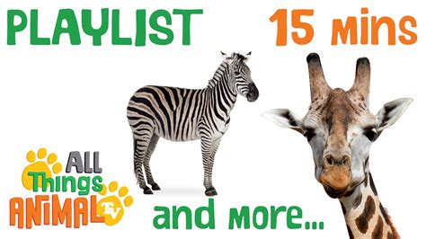 * TOP 8 AFRICAN ANIMALS * | Playlist For Kids | All Things Animal TV - YouTube