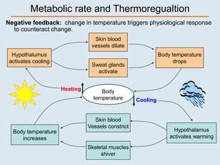 Lec 09 Thermoregulation