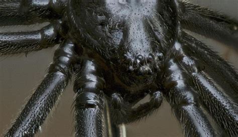 A wickedly lovely spider. | Spider face, Black widow spider, Pet spider