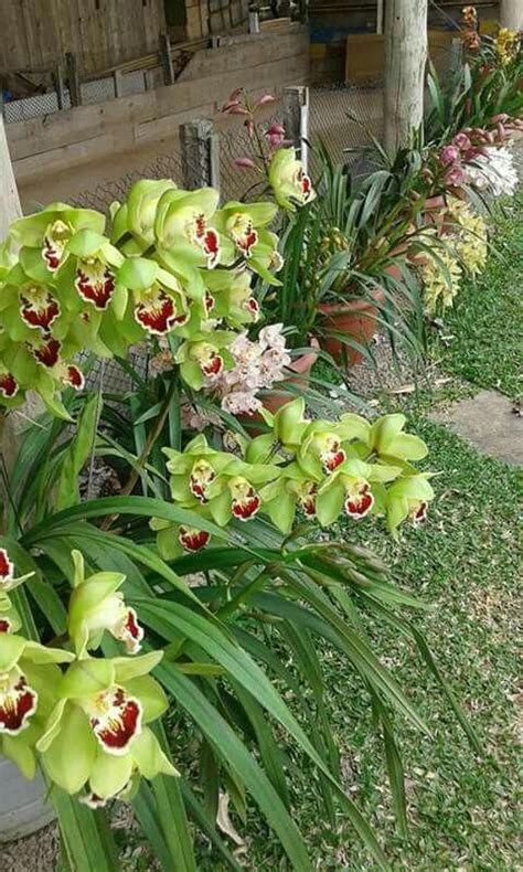 Orchids Trader Joe S Price | Orchid Flowers