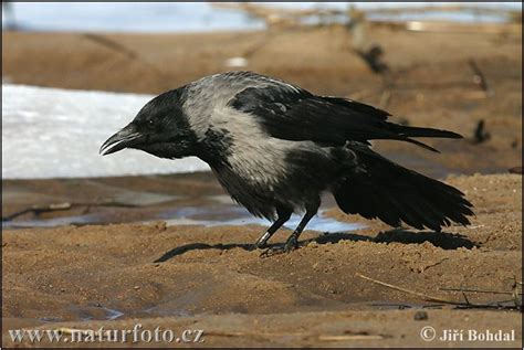 Hooded Crow Photos, Hooded Crow Images, Nature Wildlife Pictures ...