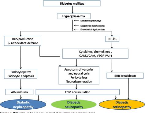 Figure 2 from Molecular mechanisms underlying microvascular complications in diabetes mellitus ...