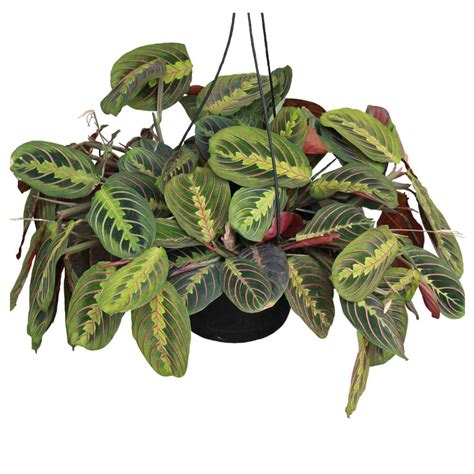 Prayer Plant - Red (Maranta leuconeura) - Davenport Garden Centre