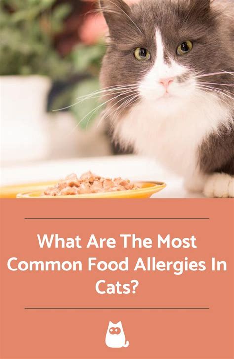 What Are The Most Common Food Allergies In Cats? - Symptoms And Treatment | Most common food ...