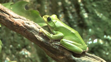 Feeding the Frogs at AMNH - YouTube