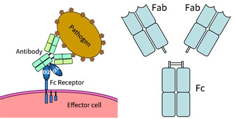 Fc Receptor / FcR