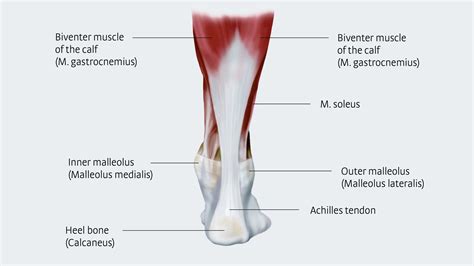 Achilles Repairs - Flicker Physical Therapy | Pocatello, ID